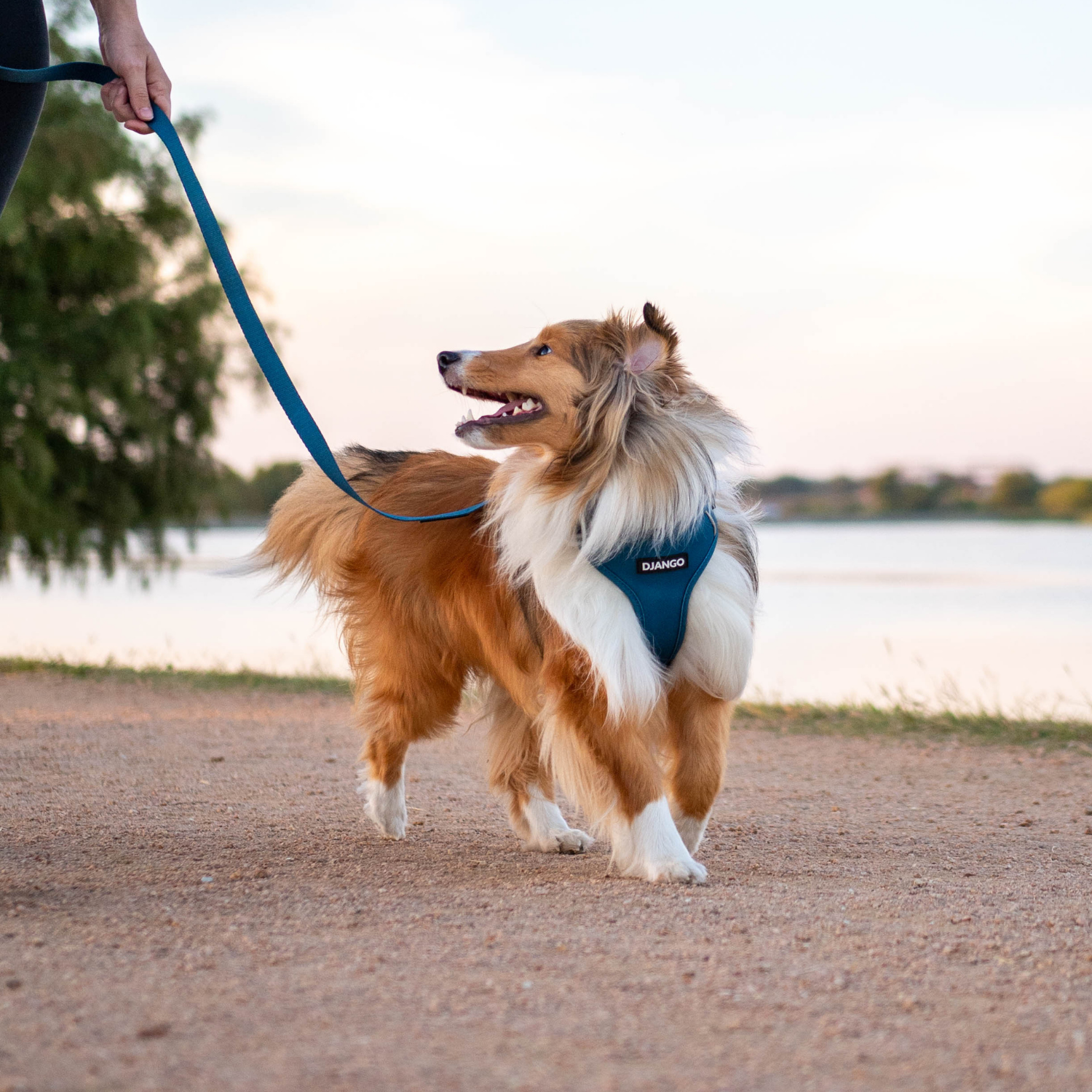 Dog walking on a leash by a lake with a blue harness