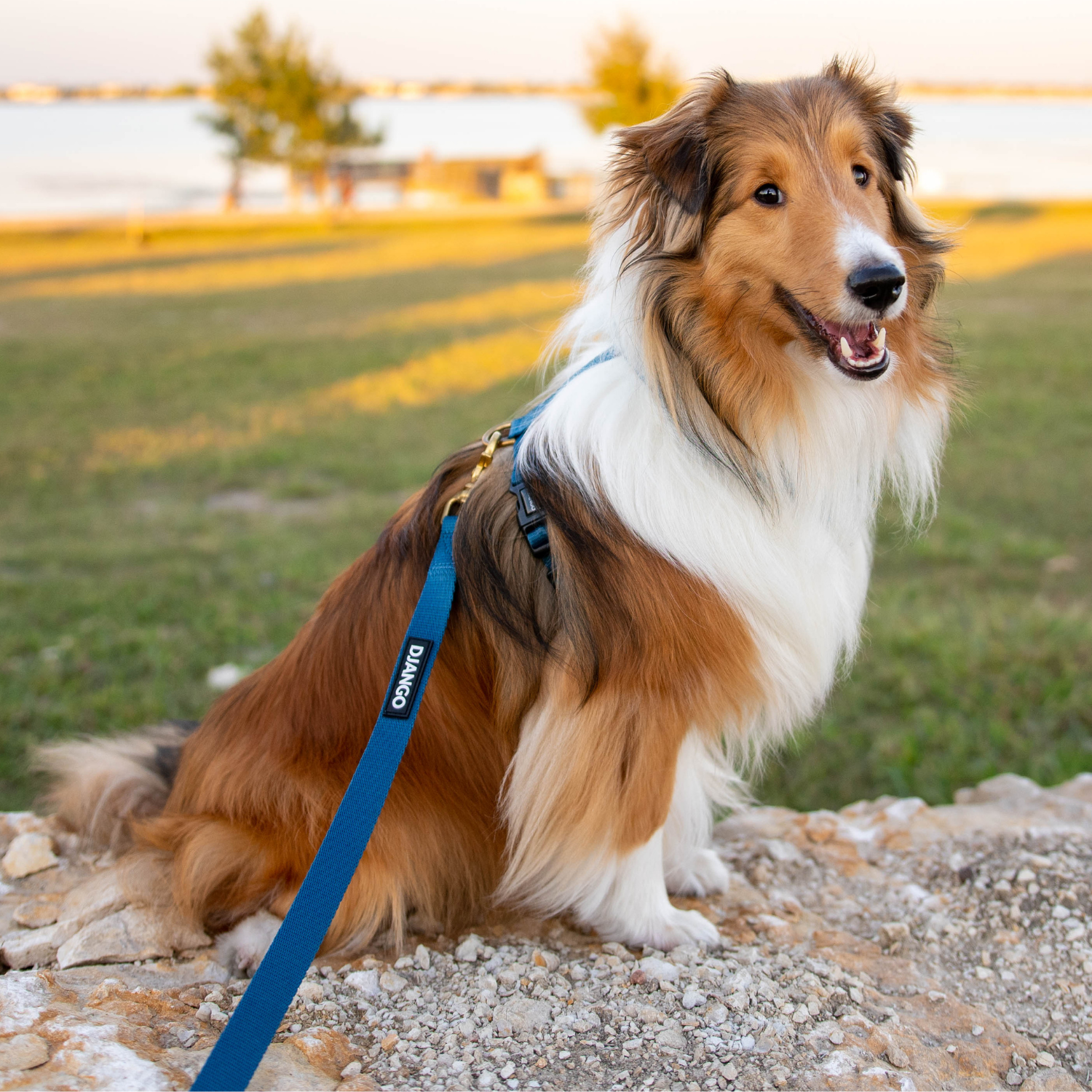 Shetland Sheepdog on a leash sitting outdoors with a blurred background