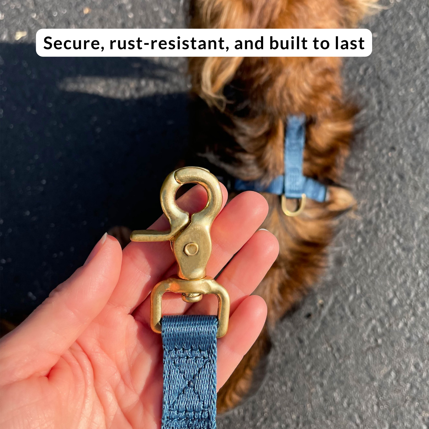 Dog leash with brass clip held by a hand, dog in the background