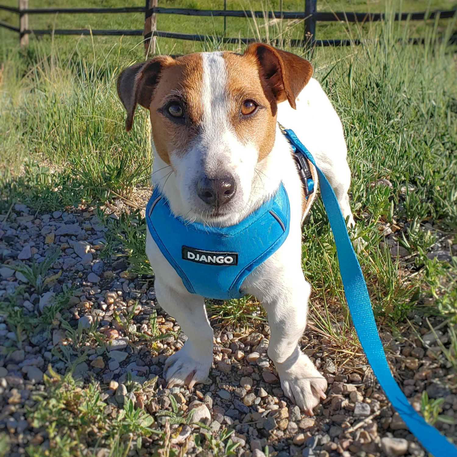 Dog wearing a blue harness with 'Django' branding on a leash, standing on a gravel path with grass in the background.