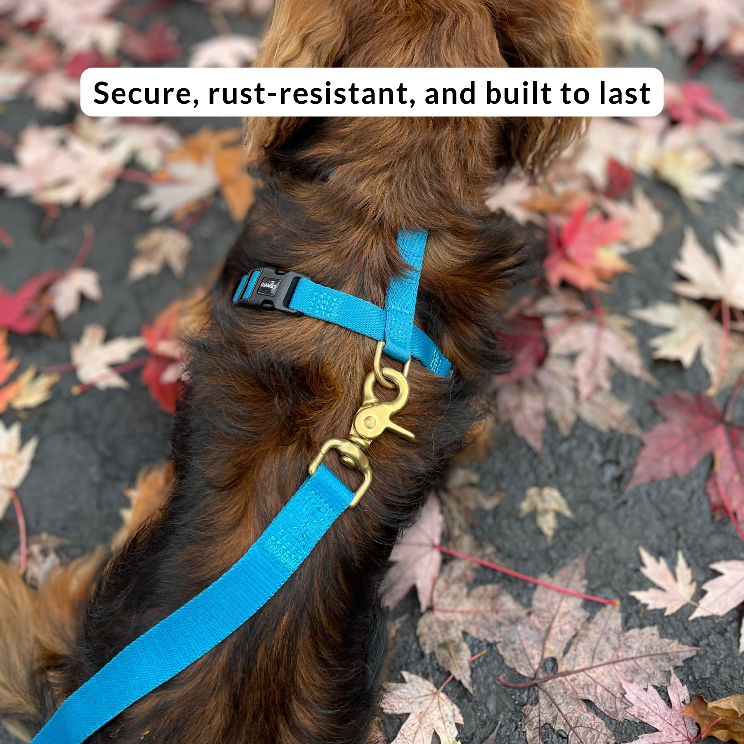Dog wearing a blue harness on a leaf-covered ground