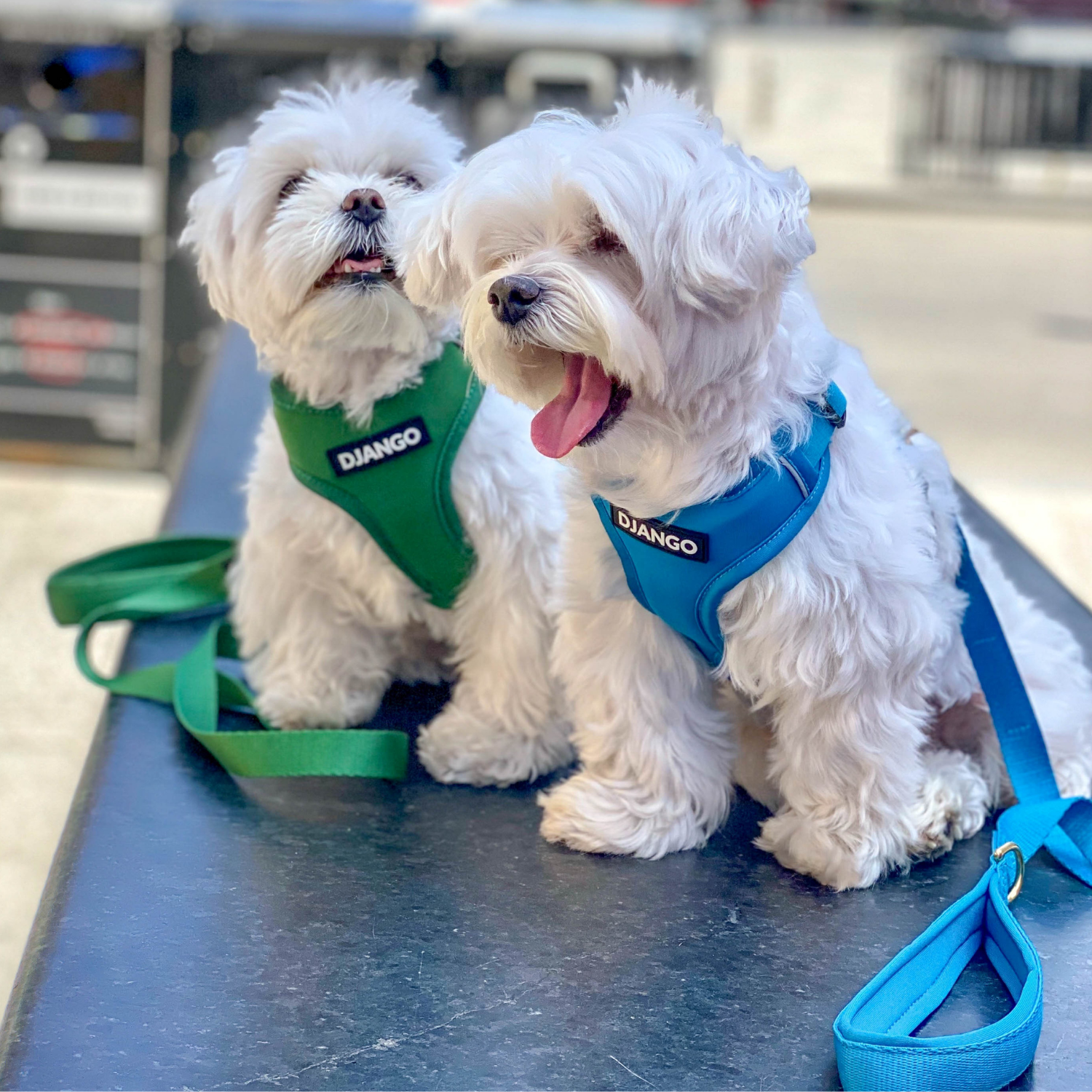 Two small white dogs wearing harnesses with 'DJANGO' branding on a metal surface.