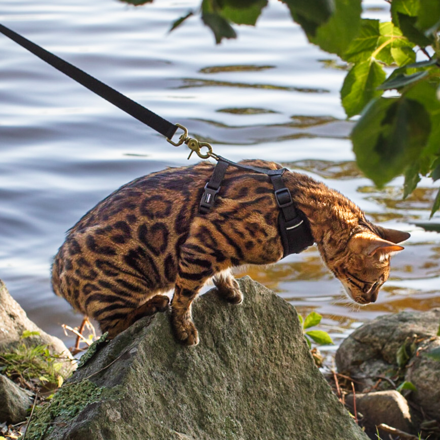 Gorgeous leopard print cat harness and leash set by a body of water