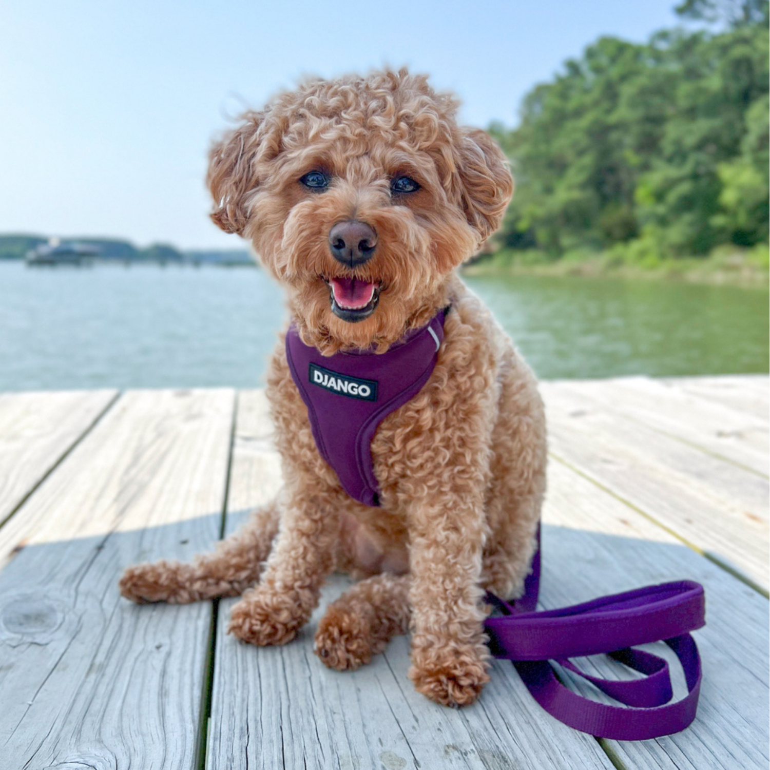 Dog wearing a purple harness with 'DIANGO' branding, sitting on a wooden dock by a body of water.