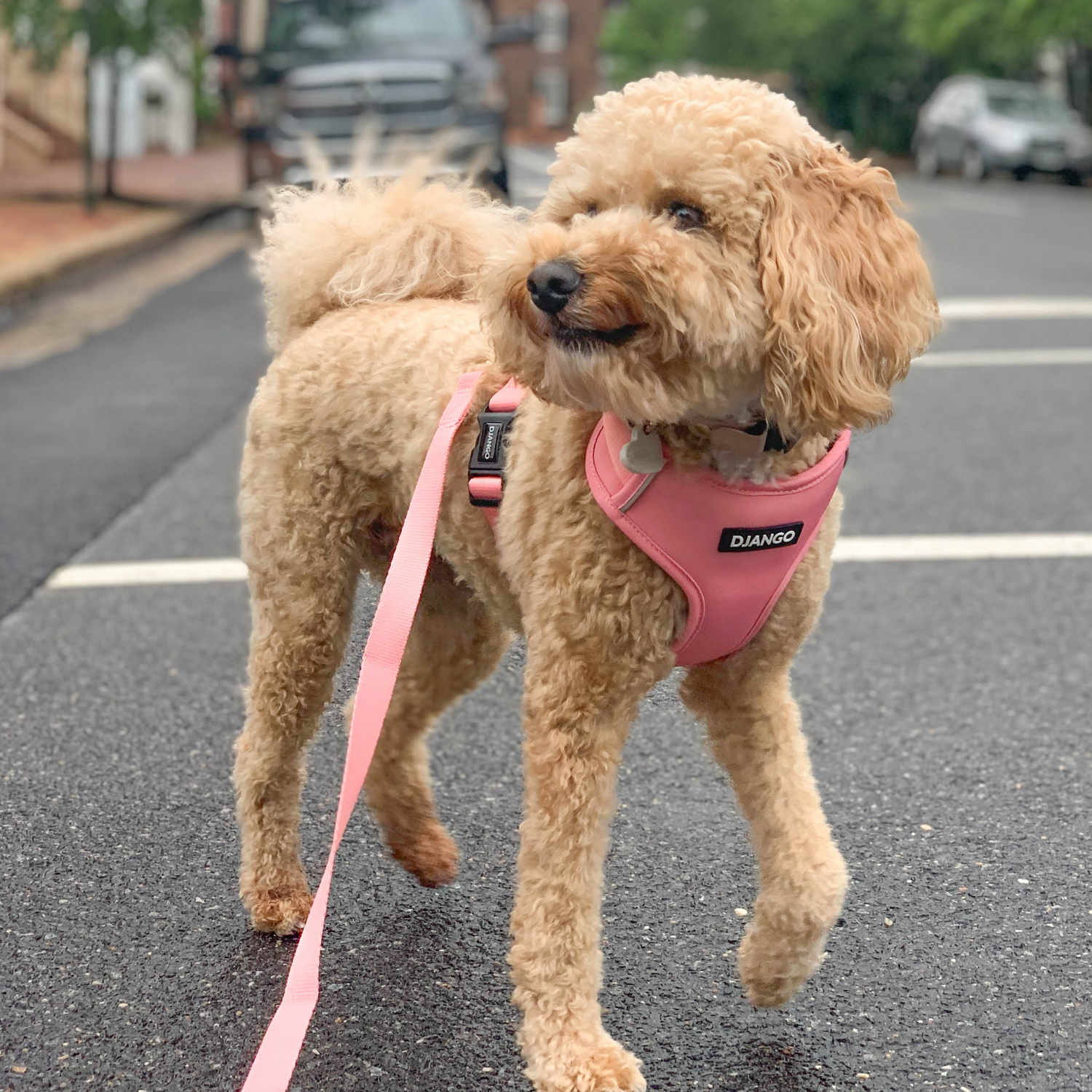 Small dog wearing a pink harness on a leash in an urban setting