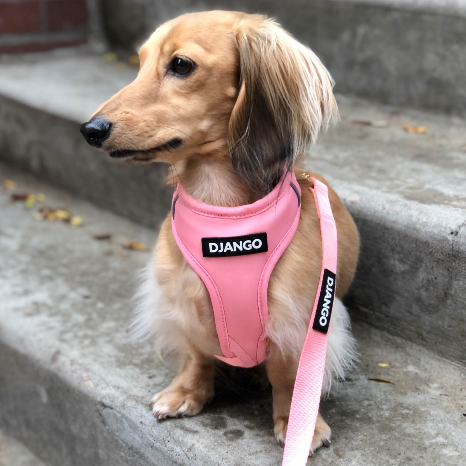 Dog wearing a pink harness with 'Django' branding on a concrete step.