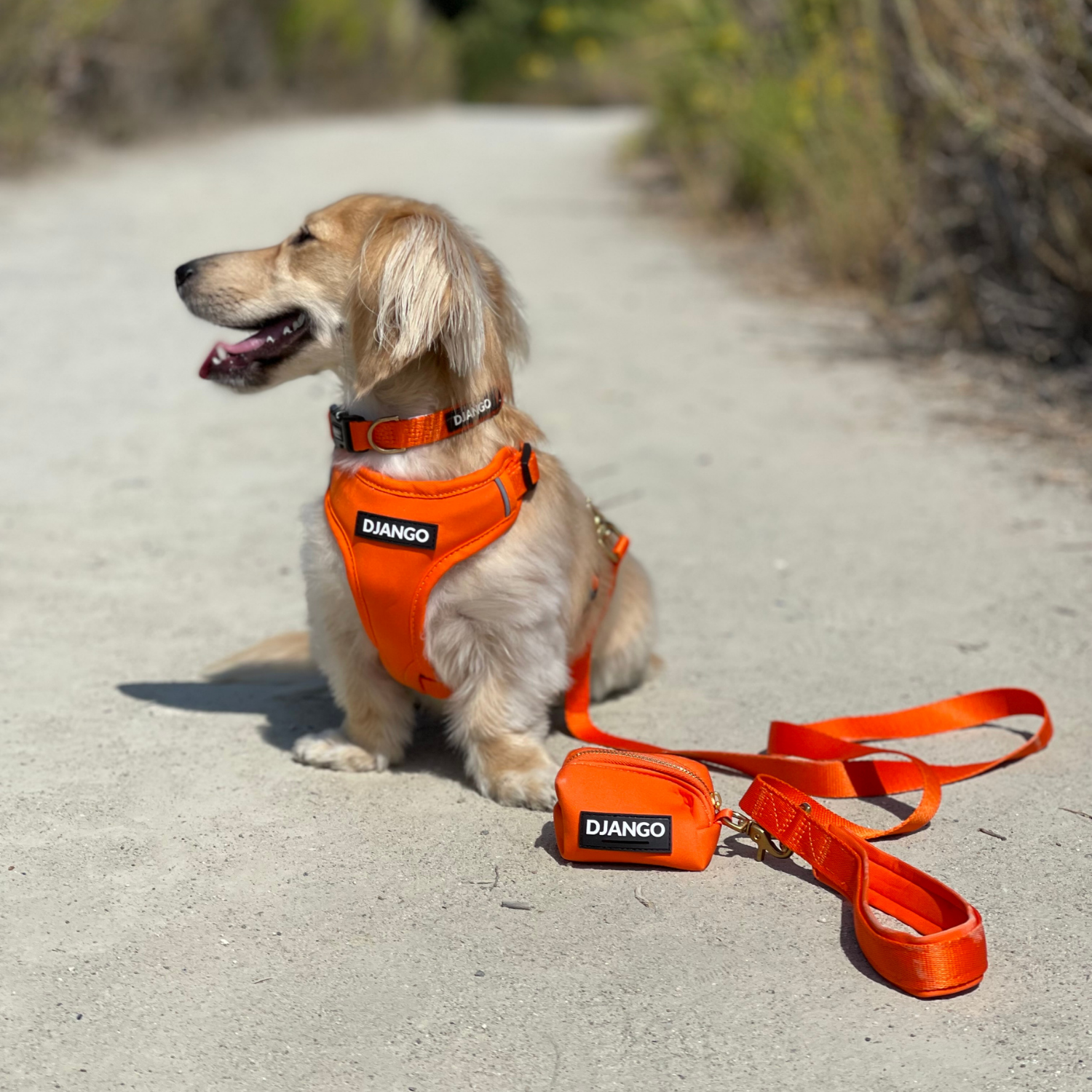 Dog wearing an orange harness and leash with 'DJANGO' branding on a path.