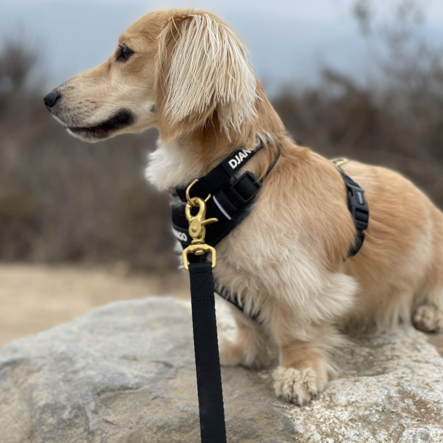 Dog wearing a DJANGO harness, collar, and leash set on a rock with a blurred natural background