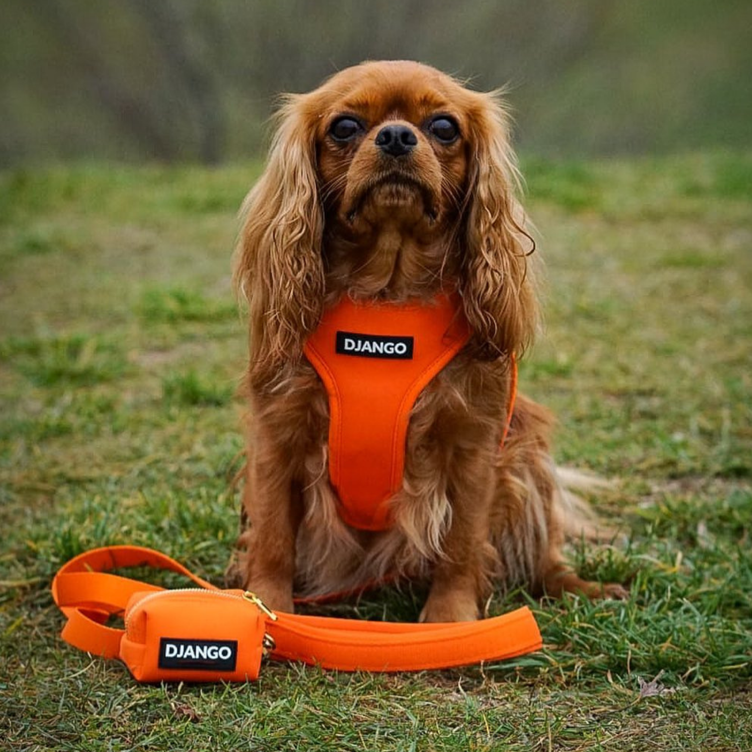 Dog wearing an orange harness and leash with 'Django' branding on grass.