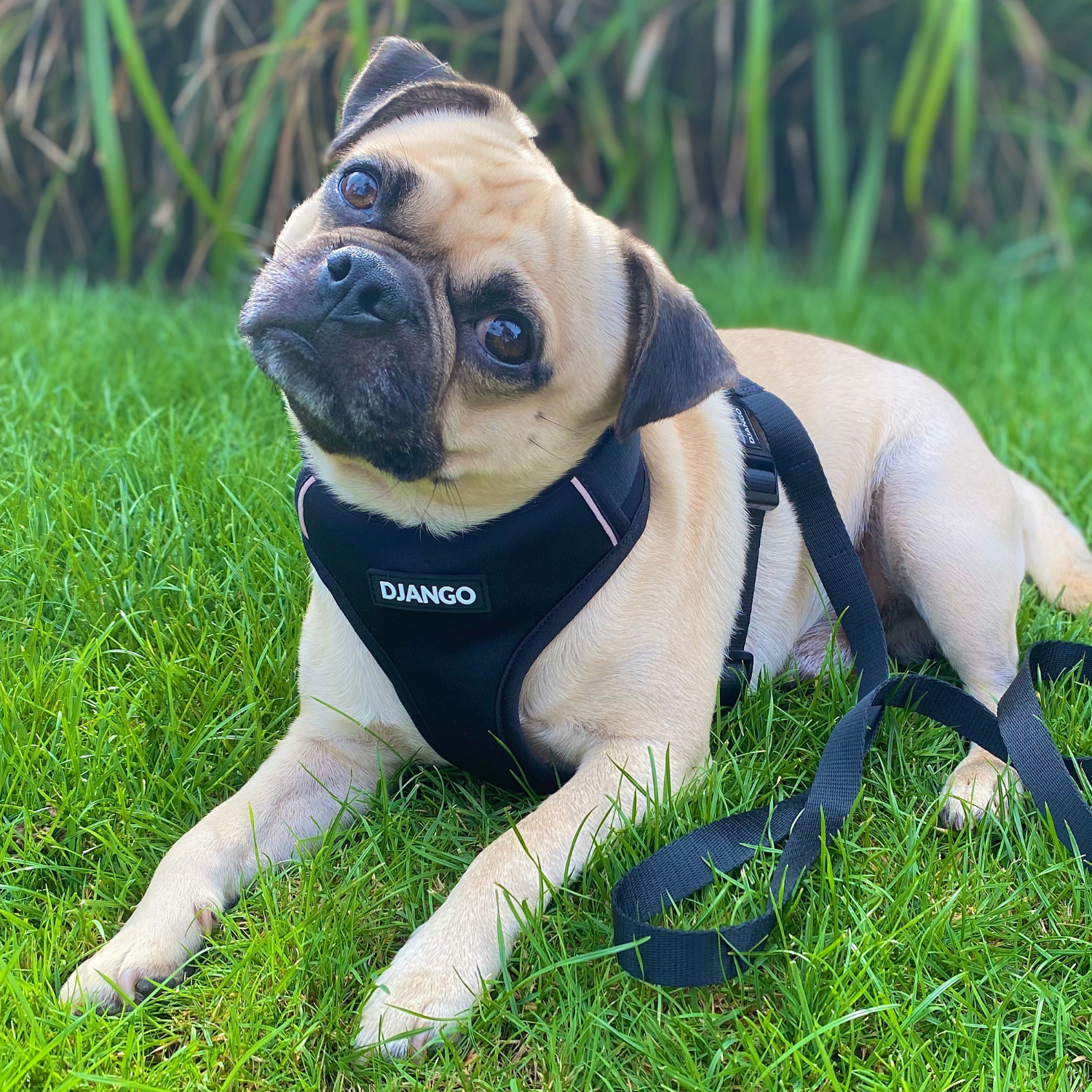 Dog wearing a harness with 'Django' branding on grass
