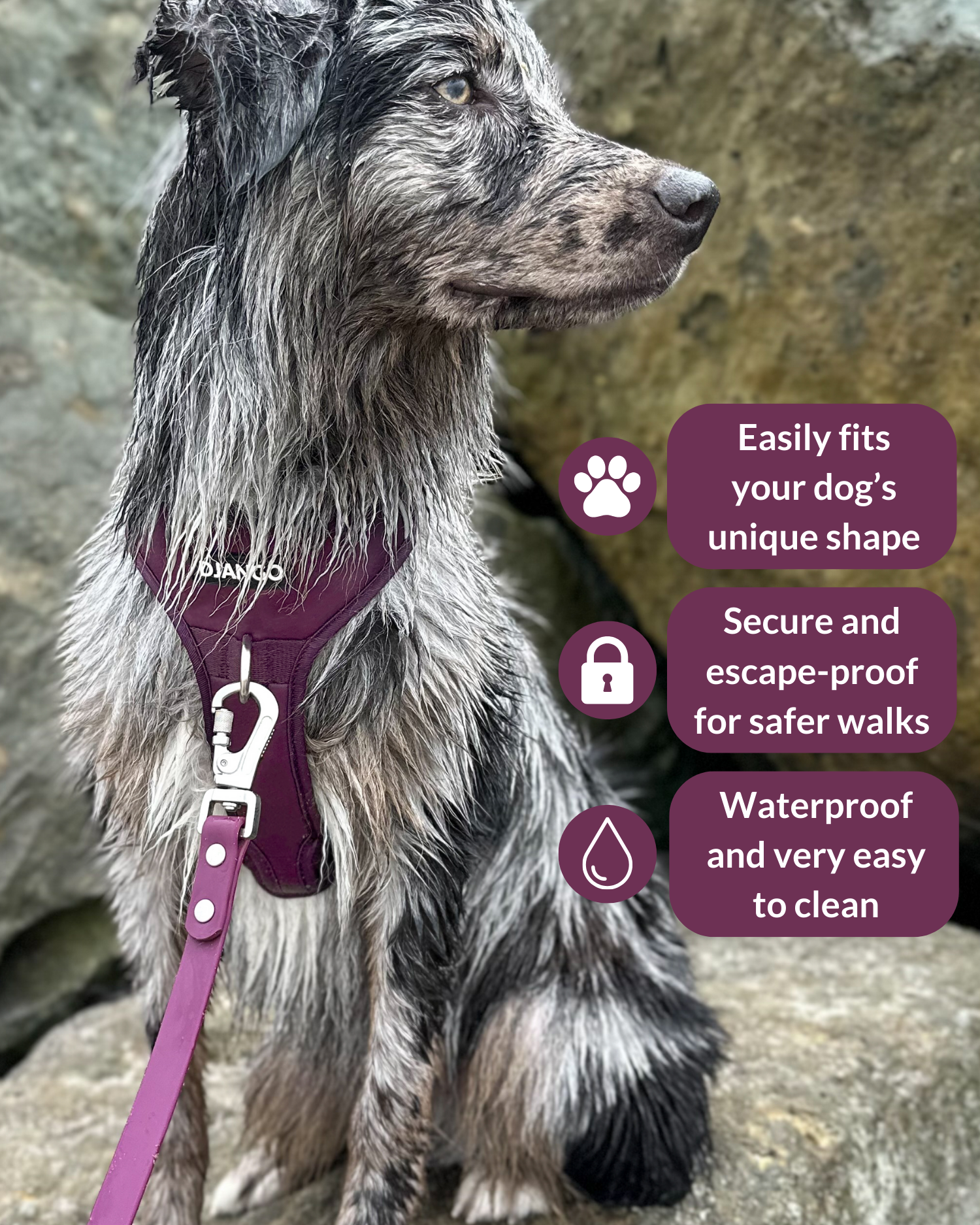 No pull dog harness with secure buckles and reflective trim – Raspberry Purple Tahoe Harness secure buckles enhances visibility while ensuring comfort and security on every walk
