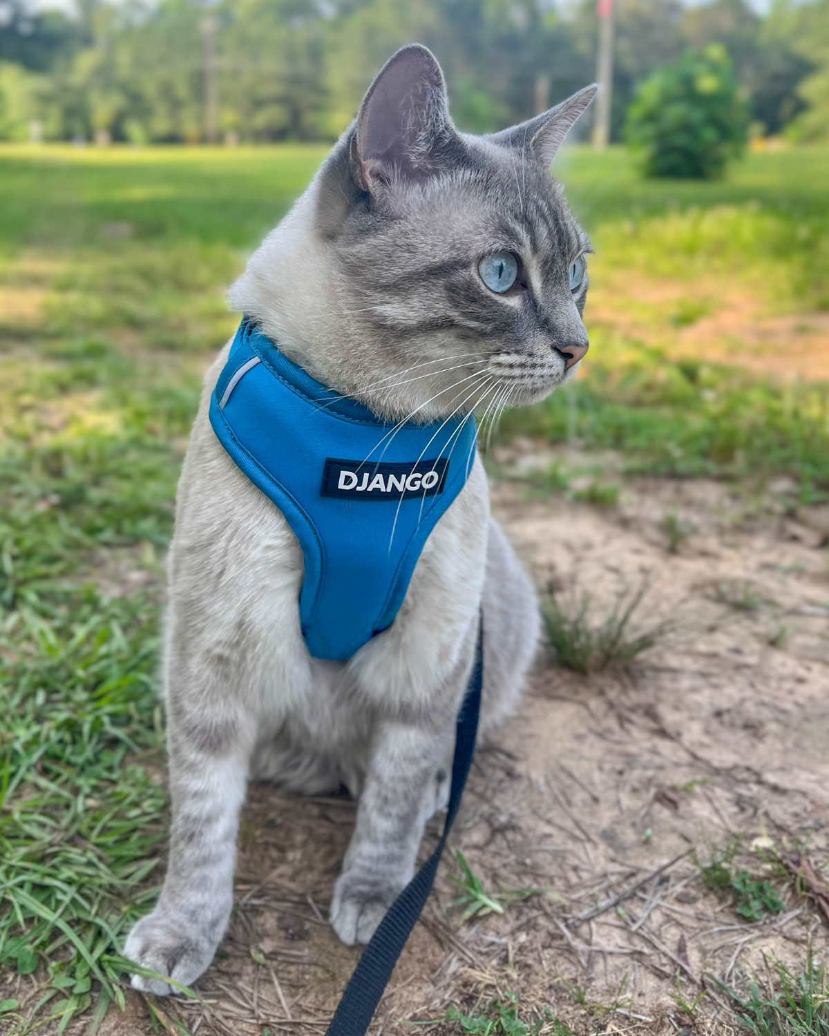 Talulah the adventure cat is a rescue cat, cricket-slaying, nature loving, adventuring queen. She wears size small in DJANGO Adventure Cat Harnesses - djangobrand.com