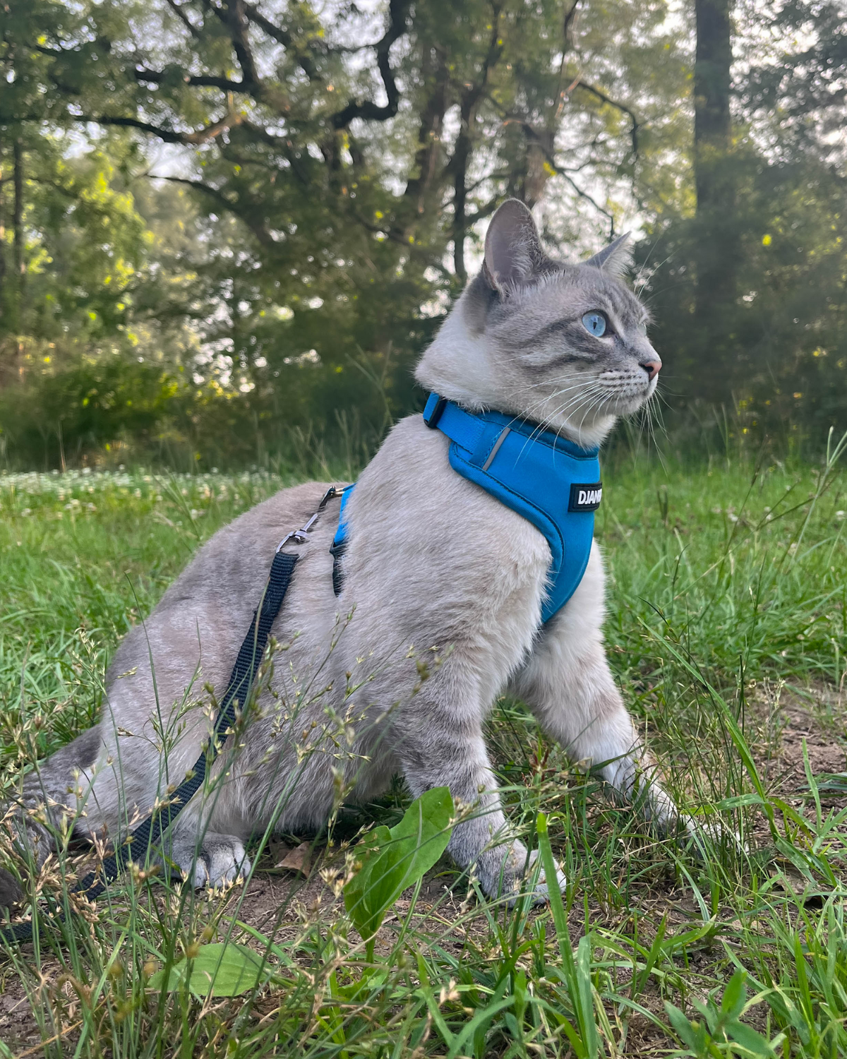 Not sure what size DJANGO cat harness to order? Email hello@djangobrand.com for sizing help. We're here and happy to help! - djangobrand.com