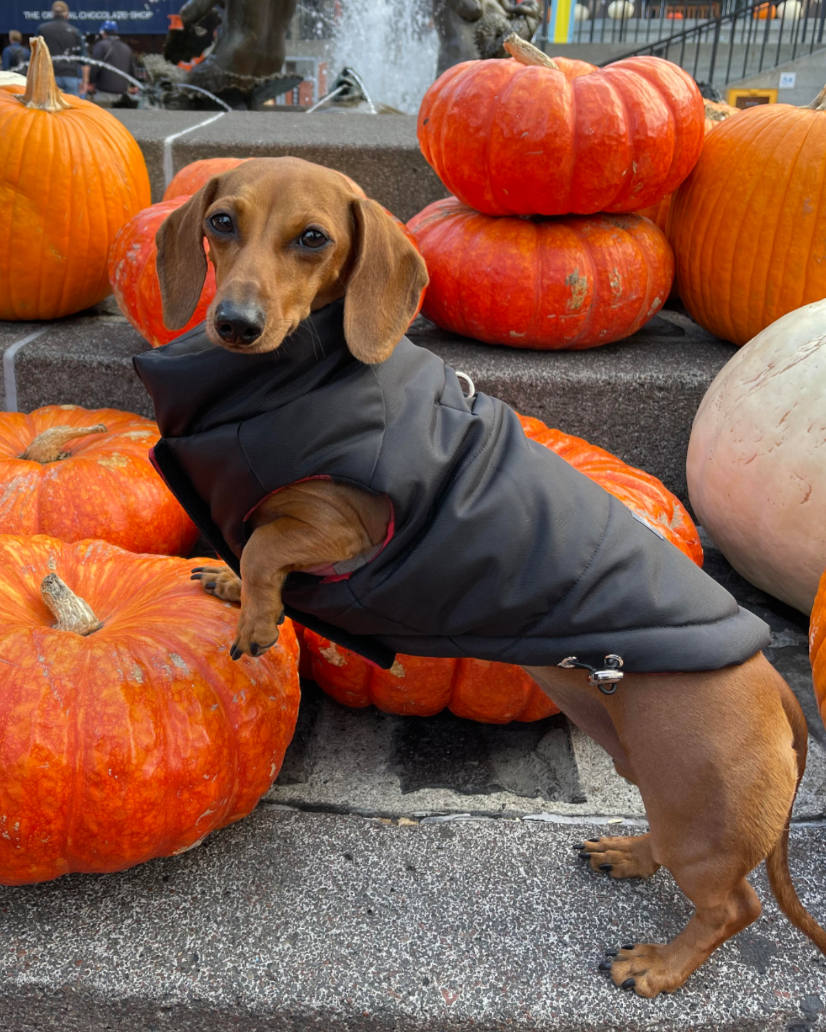 Insulated Winter Dog Coat: This premium puffer jacket is lined with a soft, insulated interior, ensuring your dog stays warm and comfortable during chilly walks.