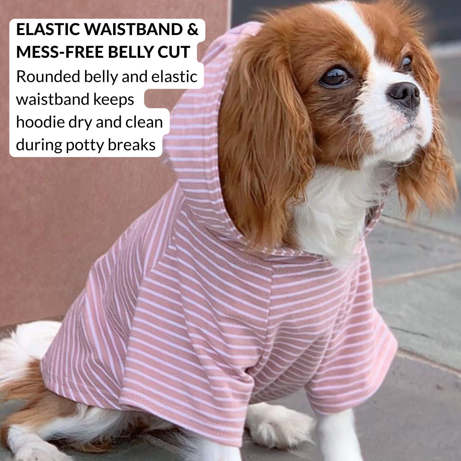 Cavalier King Charles Spaniel wearing striped cotton dog hoodie with soft lined hood