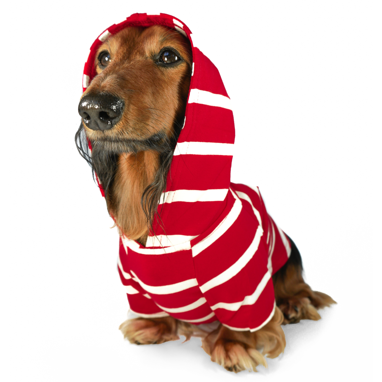 Mini dachshund wearing a red and white striped and comfortable hoodie for puppies on a white background