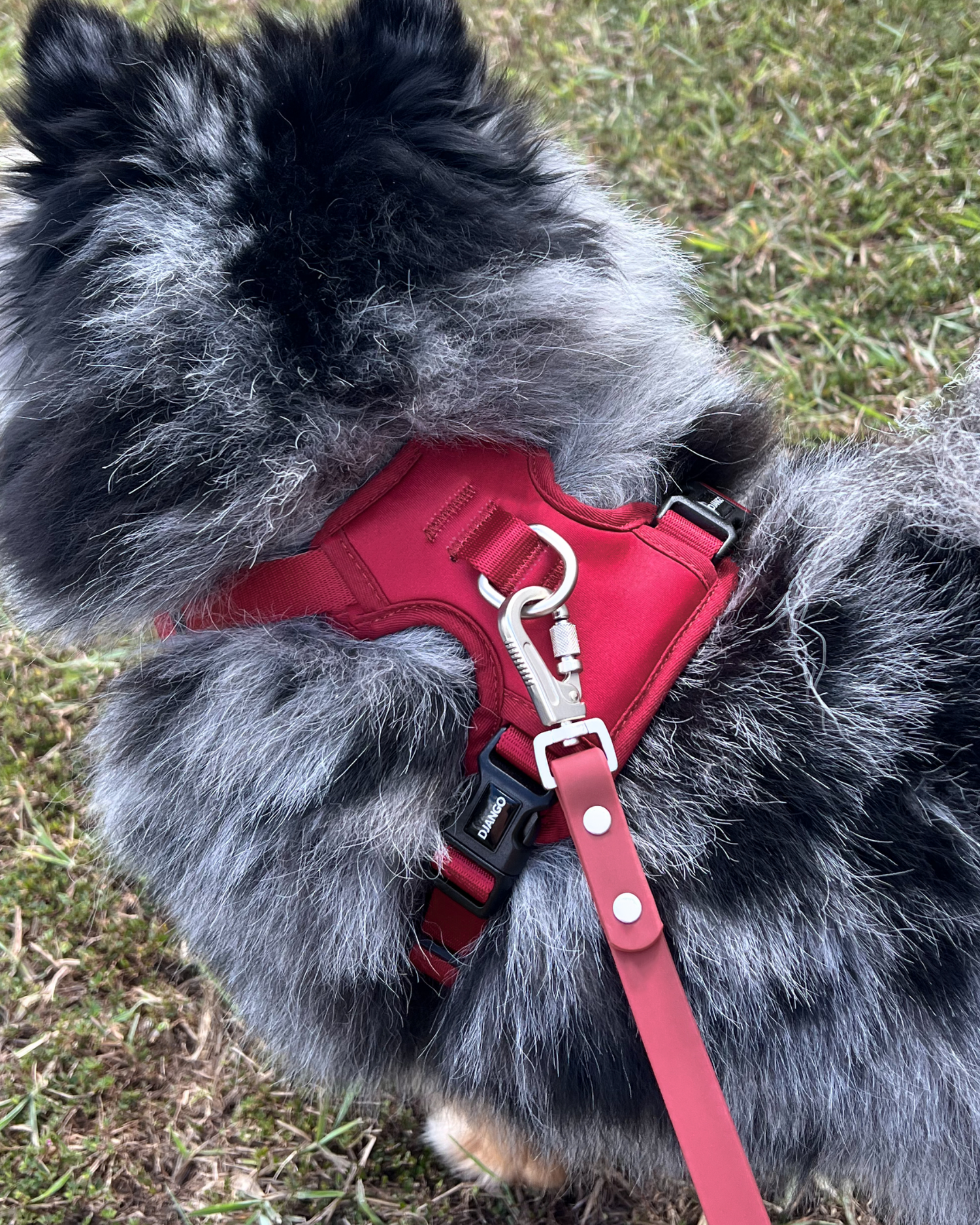 Close-up of DJANGO Tahoe No Pull Dog Harness in Firelight Red showing premium padded back panel and dual D-ring leash attachments