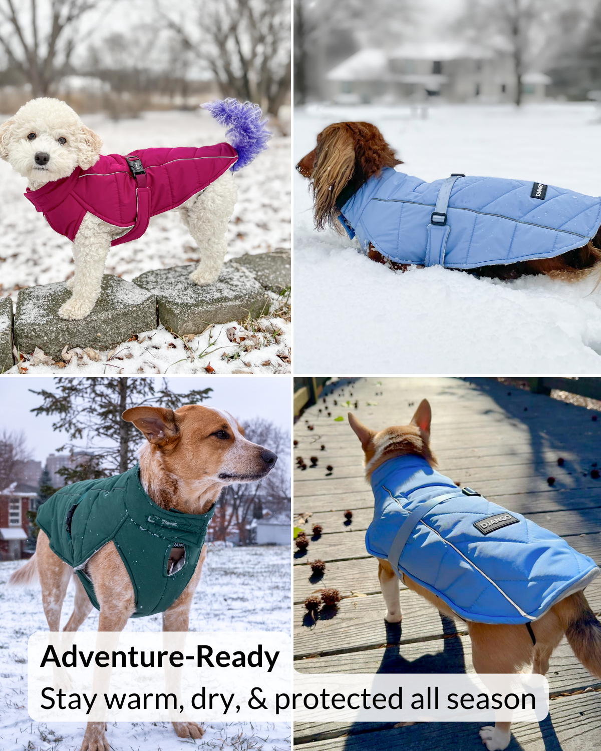 Four dogs wearing different colored dog DJANGO dog coats in snowy conditions with text 'Adventure-Ready Stay warm, dry, & protected all season'.