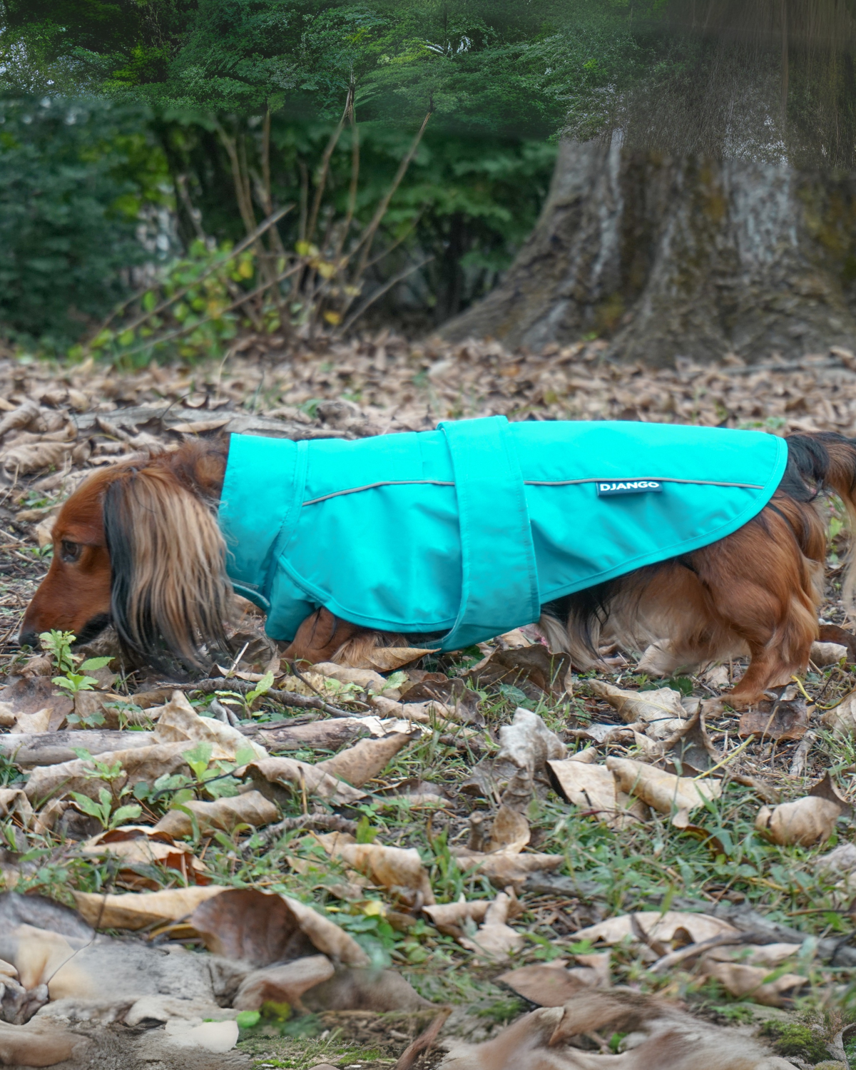 The DJANGO City Slicker in Topaz Blue is a water-repellent jacket designed for small dogs and long breeds like dachshunds. This lightweight raincoat offers superior weather protection while ensuring comfort and flexibility for your dog. The best raincoat for small dogs in wet weather.