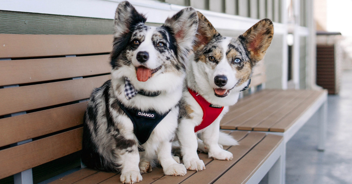 DJANGO Modern durable and stylish dog accessories and apparel