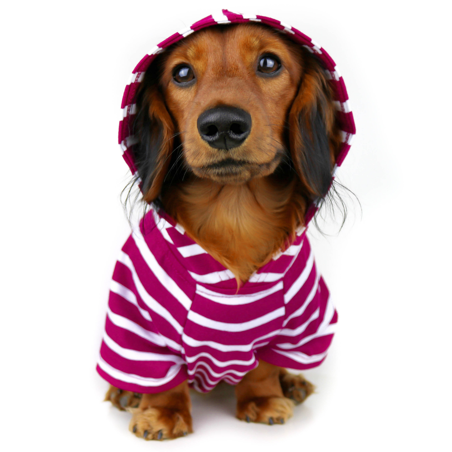 dachshund wearing striped purple dog hoodie, cozy lightweight cotton sweatshirt for small dogs