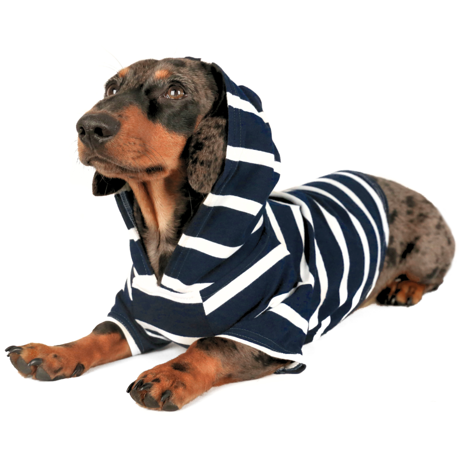 Adorable miniature dachshund lying down and wearing a navy and white striped hoodie on a white background