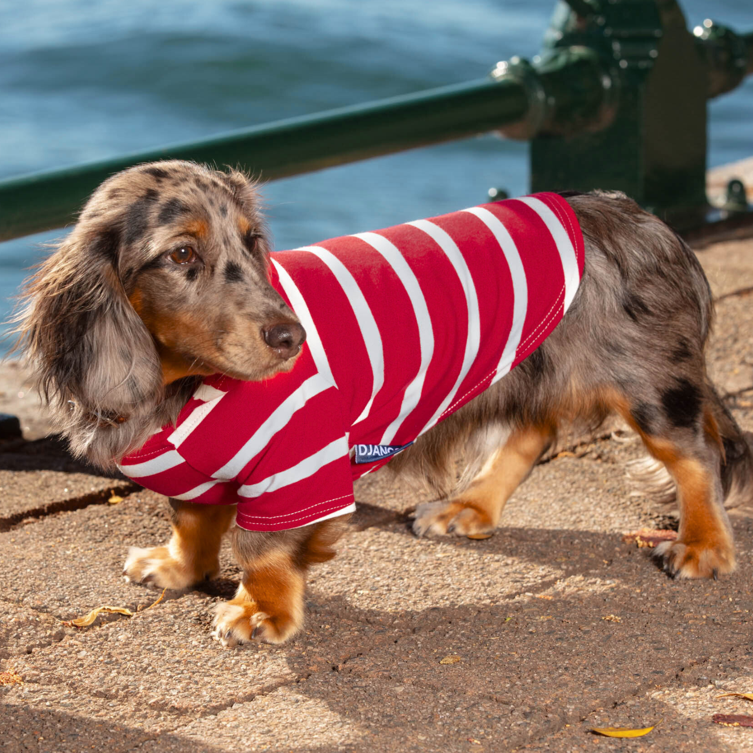 Dachshund wearing a red and white striped dog shirt by a body of water - cozy lightweight cotton sweatshirt for small dogs