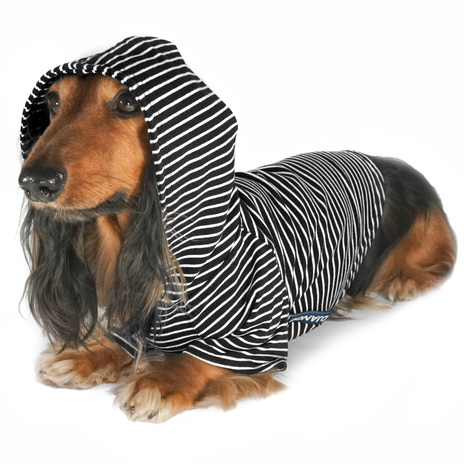 dachshund wearing black and white striped dog hoodie, cozy lightweight cotton sweatshirt for small dogs