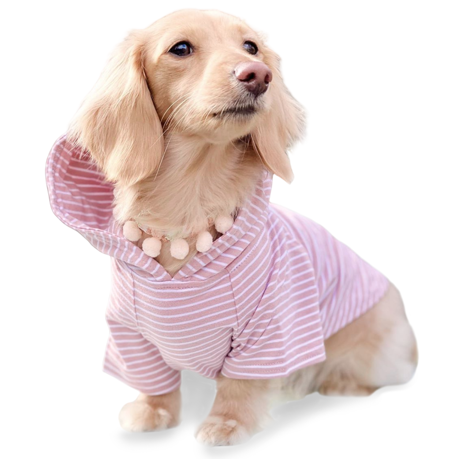Small dog wearing a pink and white striped outfit on a white background - miniature dachshund clothing for fall