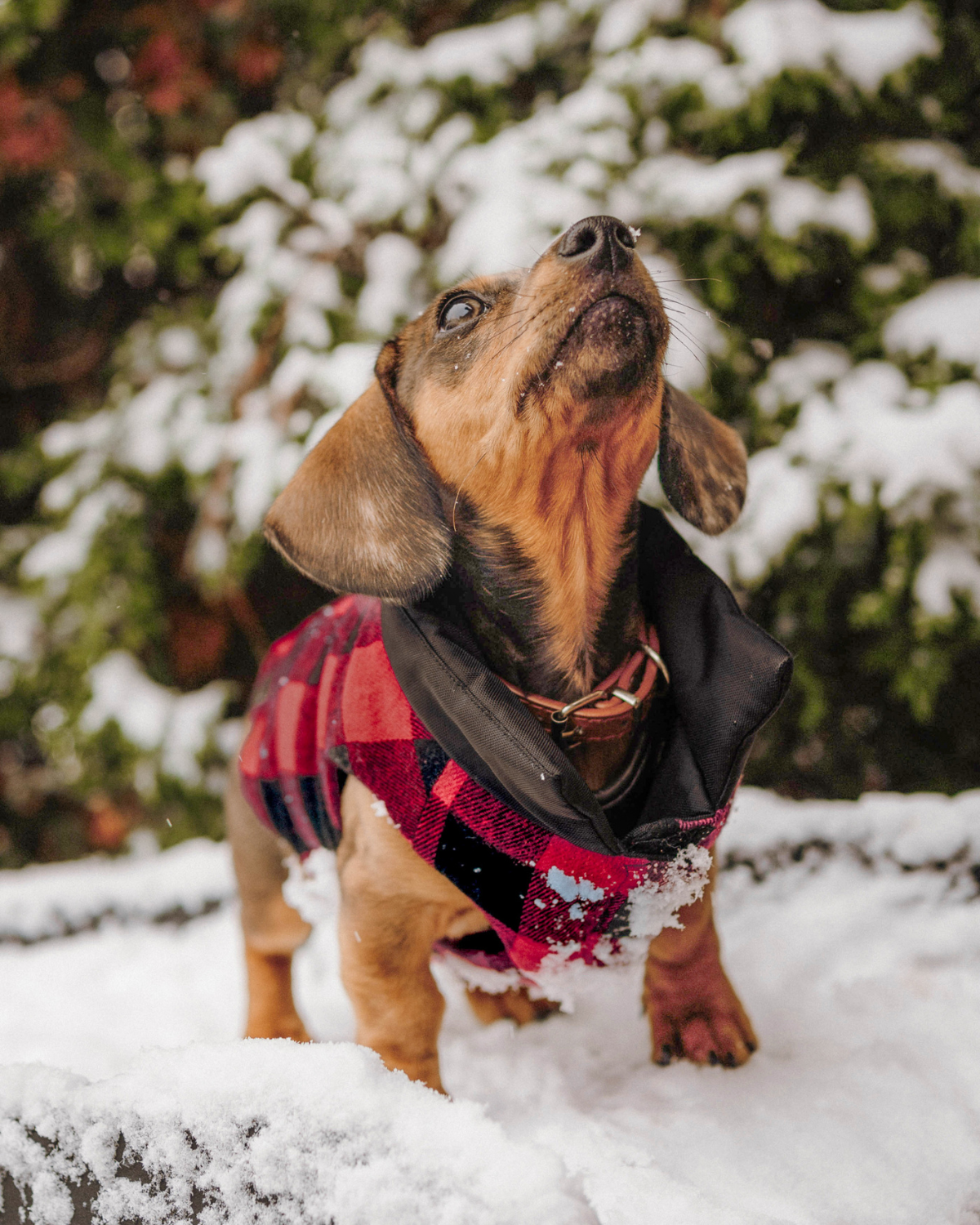 Best Puffer Dog Coat for Small Dogs: Tailored for dachshunds and other small and medium-sized dogs, DJANGO’s Reversible Puffer Dog Coat combines functionality and style for cold-weather adventures.