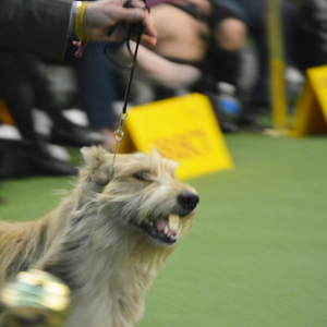 DJANGO - Westminster Kennel Club Dog Show 2020 - djangobrand.com