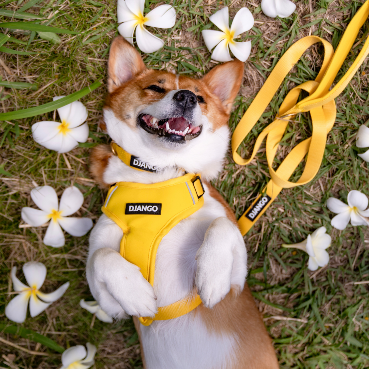 Dandelion yellow DJANGO Adventure Dog Collar with solid brass D-ring for easy leash attachment and ID tag security, designed for small and medium dogs.

