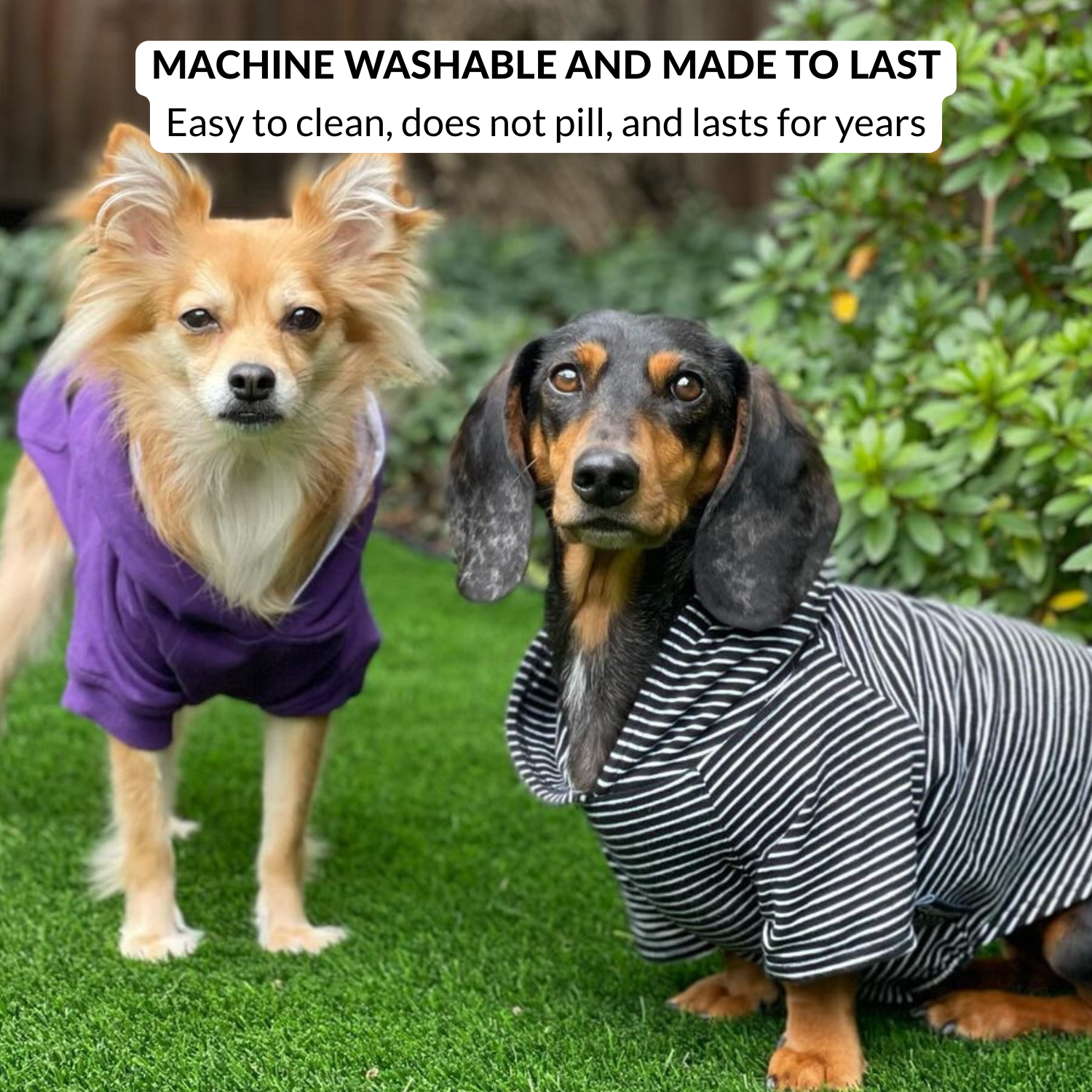 Two cute dogs wearing casual black striped dog shirts for fall weather