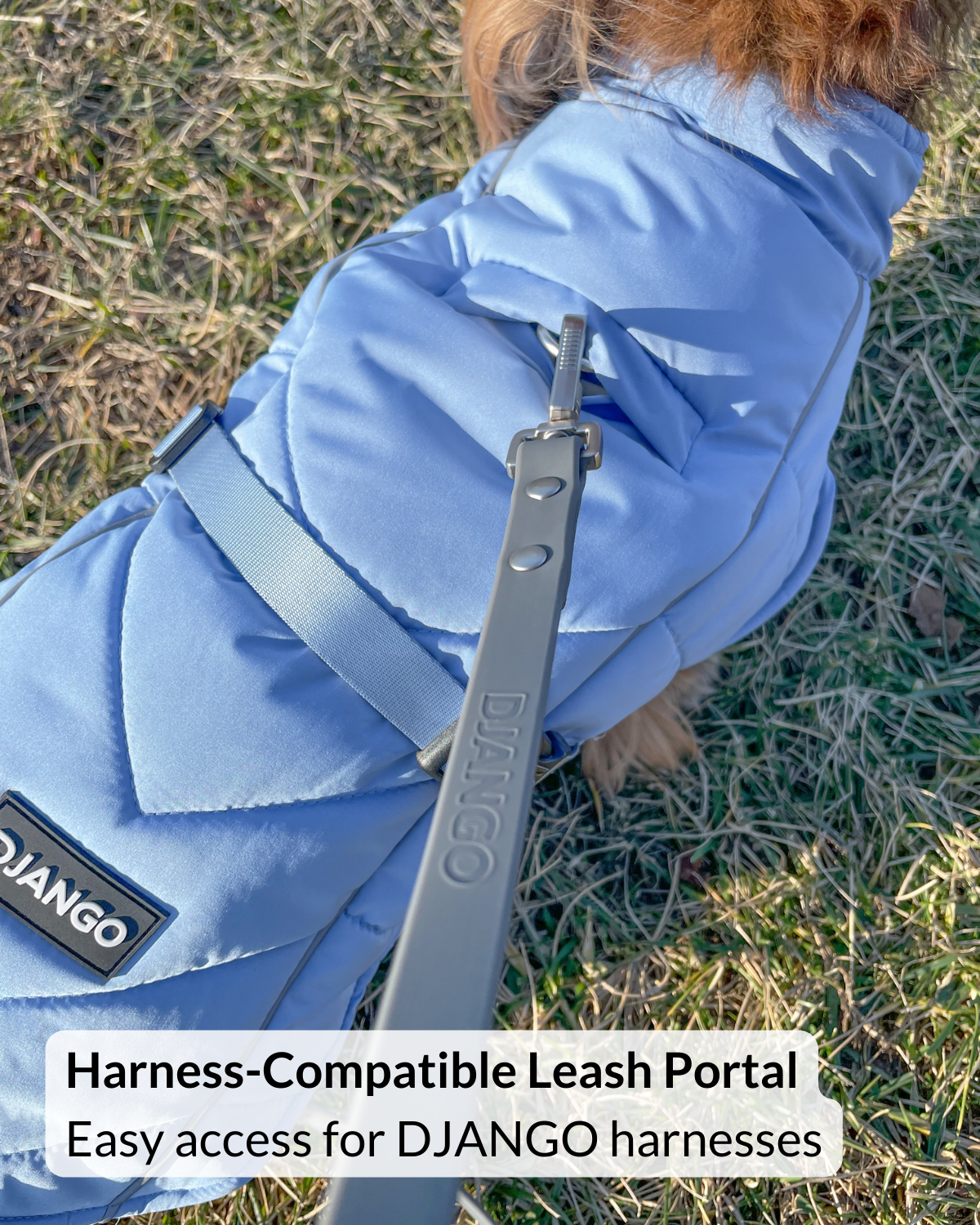 Dog wearing a blue adjustable puffer dog coat with a harness-compatible leash portal on grass