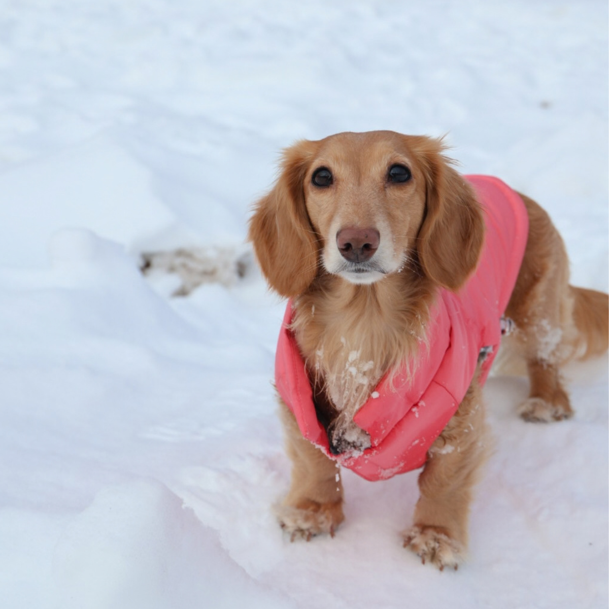 English cream tweenie dachshund wearing a winter puffer coat for small and medium dogs in color pink