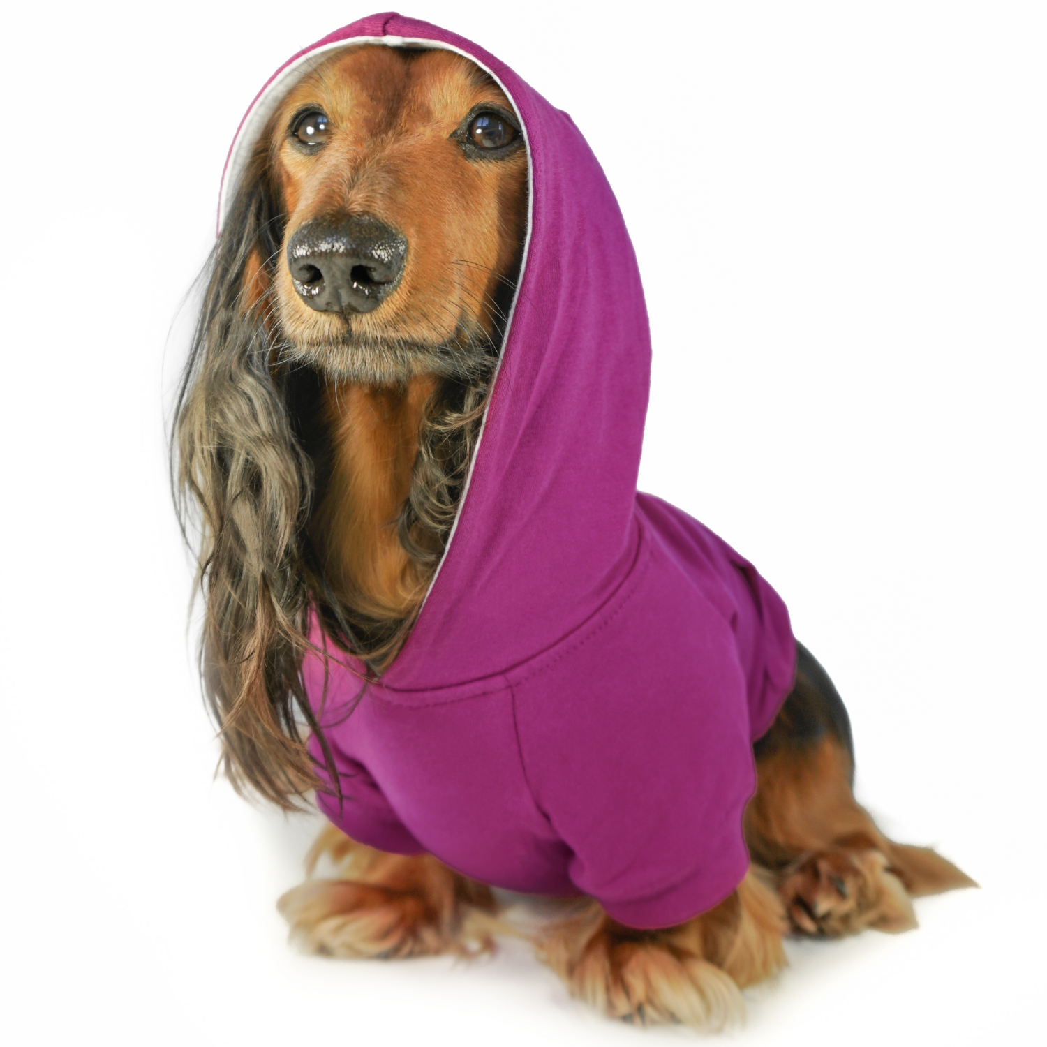 Fuchsia purple hoodie for small dogs, cozy cotton hoodie for dachshunds, yorkies, and frenchies