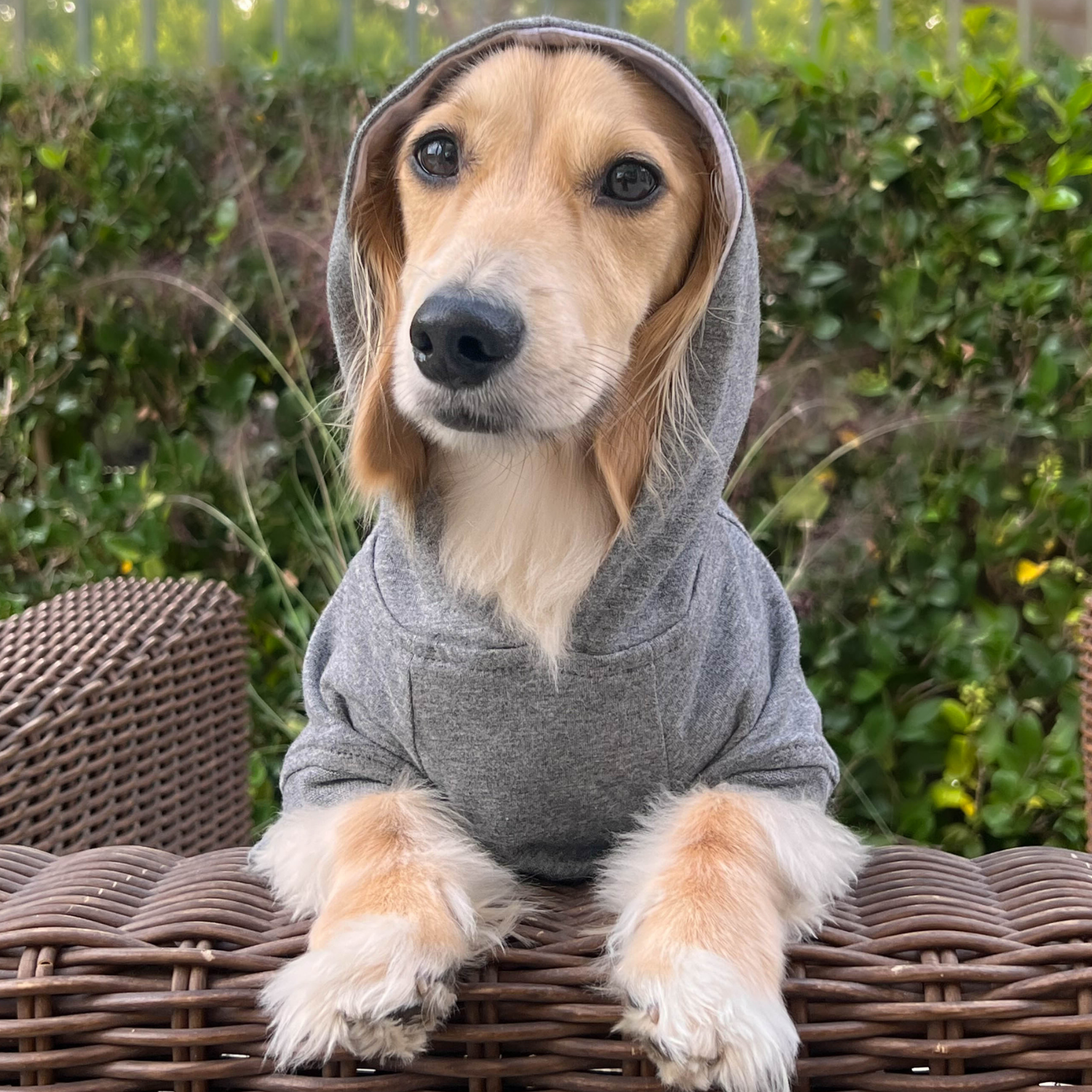 Heather gray hoodie with elastic waistband, machine washable dog hoodie for puppies and toy breeds.