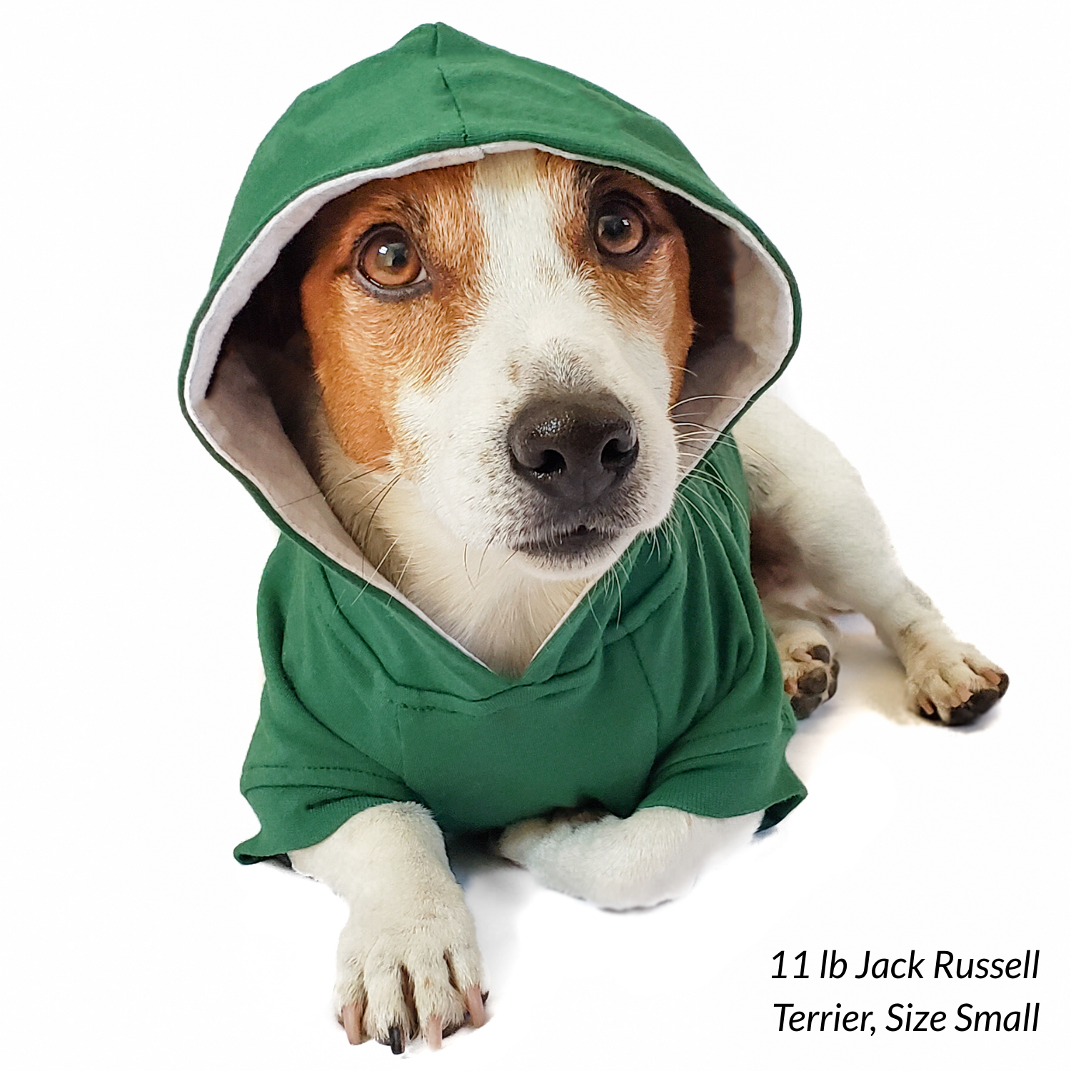 Hoodie for frenchies and bostons in green, warm cotton blend, perfect for cool weather walks