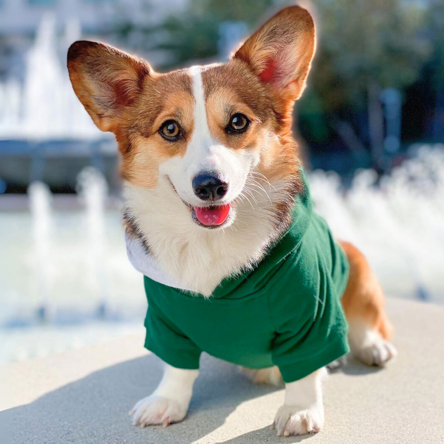 Small dog hoodie in green with leash portal and elastic waistband for comfort and function