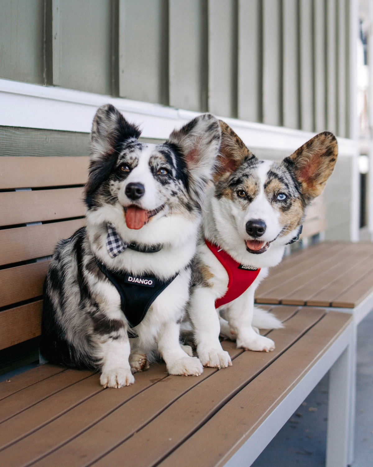 Soft yet durable, this weather-resistant harness offers a secure, chafe-free fit for medium-sized dogs up to 30 lbs.
