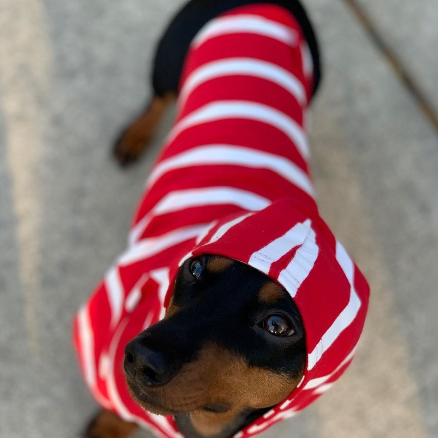 Dachshund wearing adorable red striped t-shirt for dogs