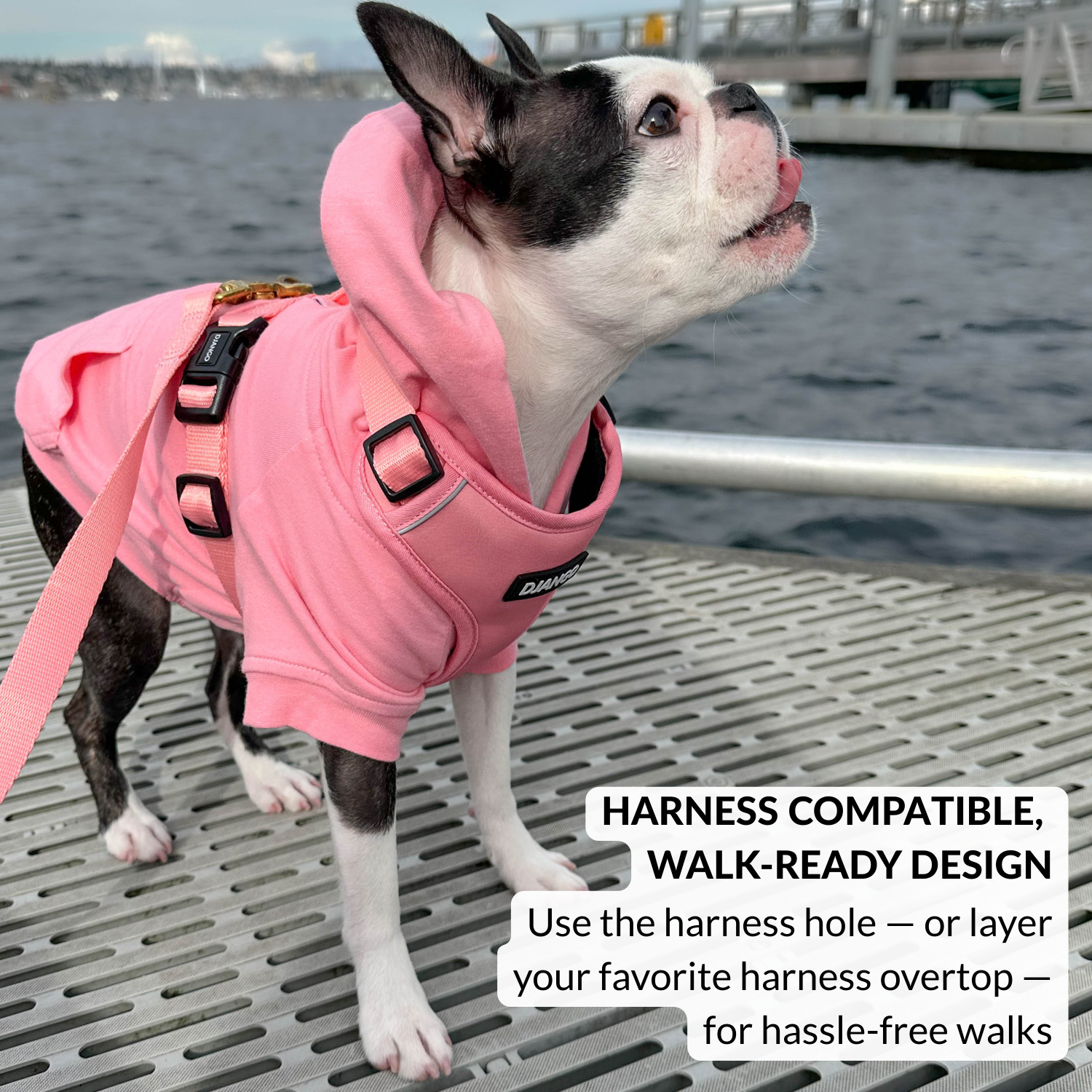 Boston terrier wearing a pink dog hoodie and pink winter dog sweater on a dock