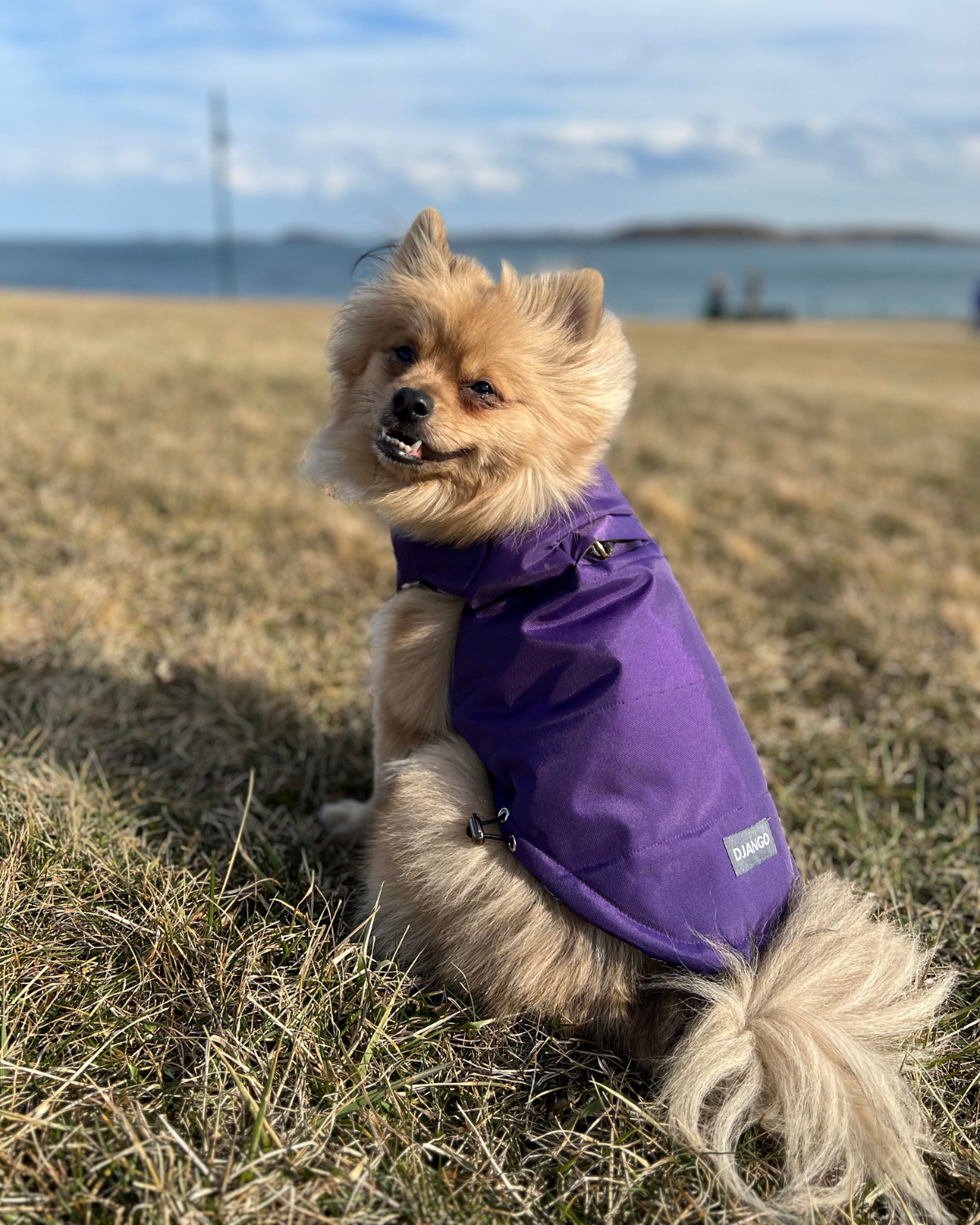 Insulated Winter Dog Coat for Pomeranians, Chihuahuas and Poodles: This premium puffer dog coat is insulated to provide maximum warmth, making it perfect for cold-weather walks with breeds like miniature poodles, shih tzus, and pomeranians.