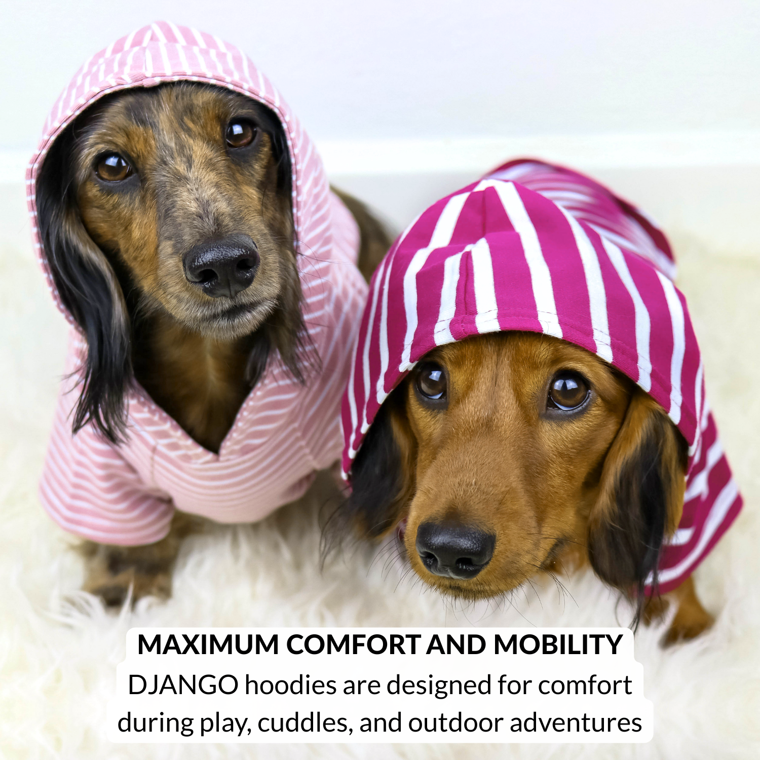 Two mini dachshunds wearing warm dog hoodies, lightweight and breathable dog sweater with stretch for small dogs