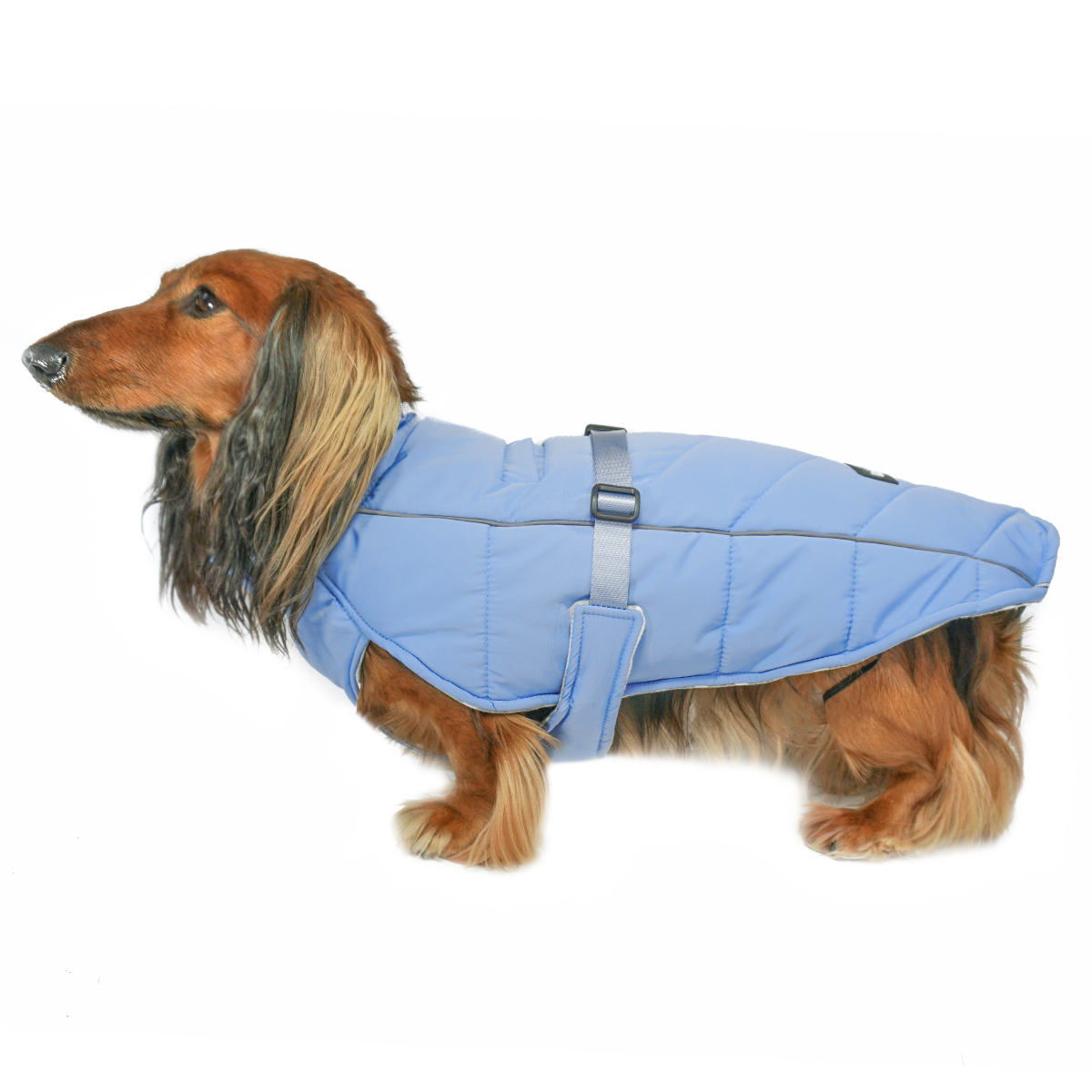 Dachshund dog wearing an insulated adjustable blue quilted dog coat on a white background