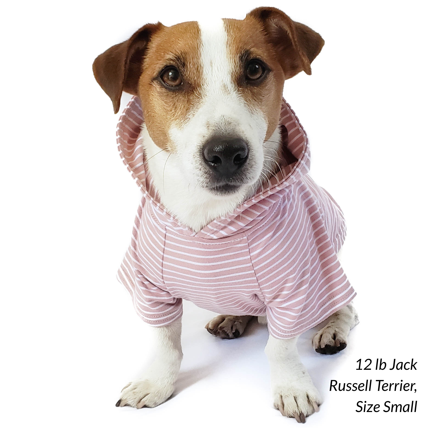 Terrier dog wearing striped cotton dog hoodie with elastic waistband, belly cut to avoid messes