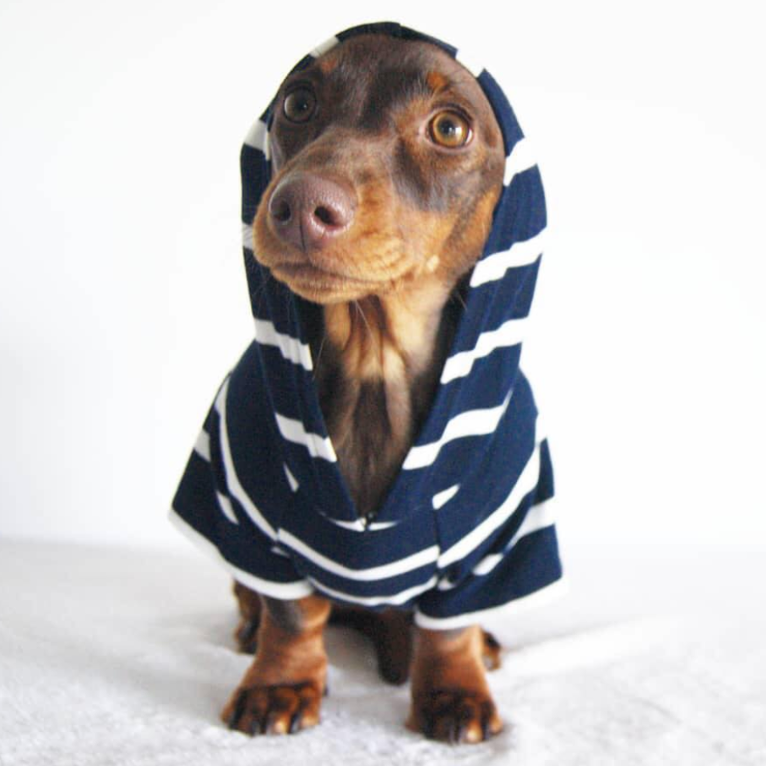 Small dog wearing a premium cotton dog sweater for fall and cold weather