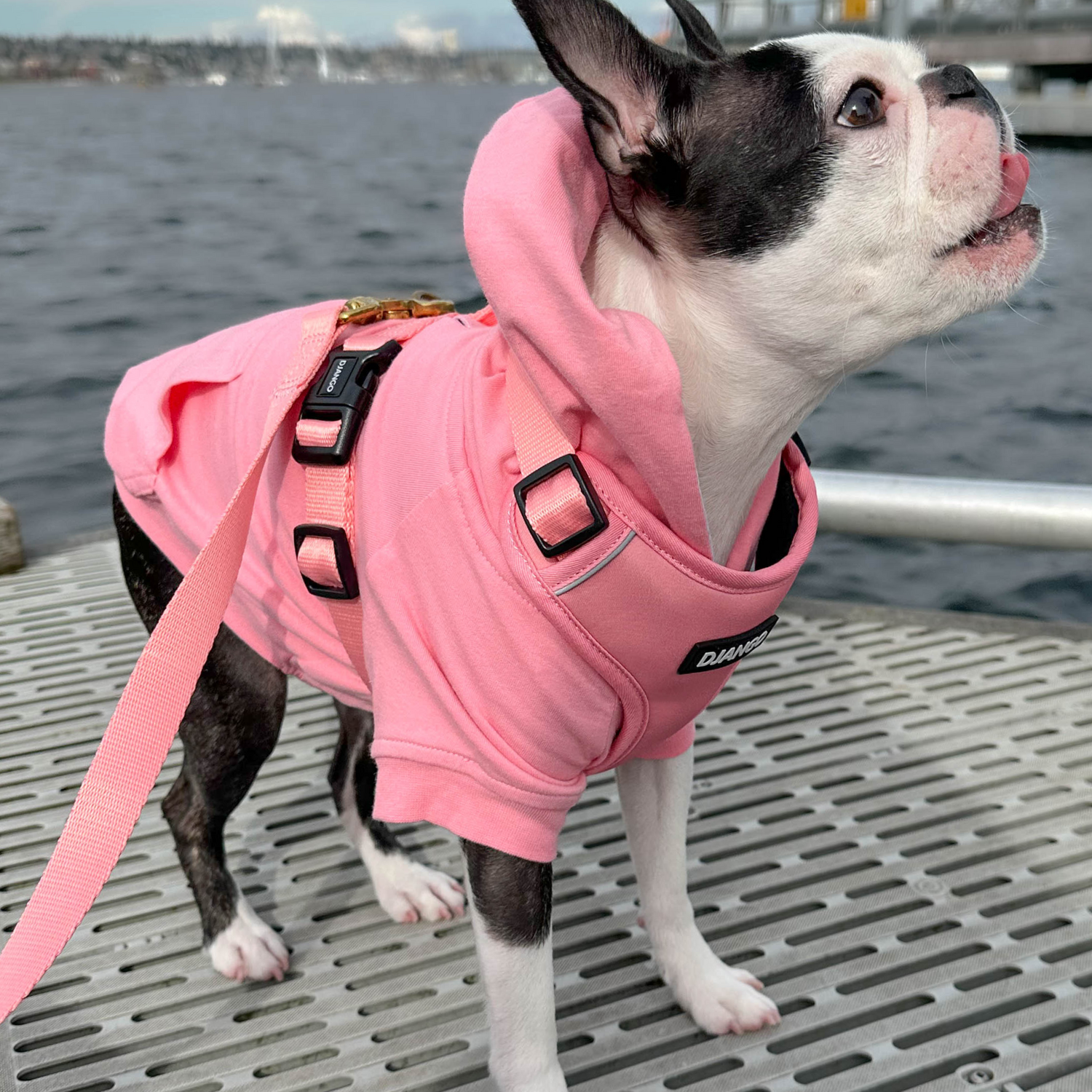 Quartz pink hoodie with lined hood, warm cotton sweatshirt for puppies and toy breeds