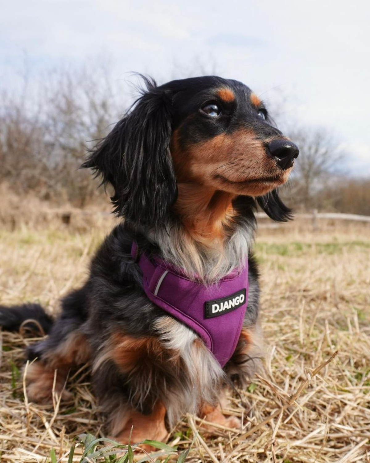 Crafted from soft neoprene and breathable mesh, this Plum Purple padded and adjustable dog harness is designed for comfort during long walks, hikes, and outdoor activities.