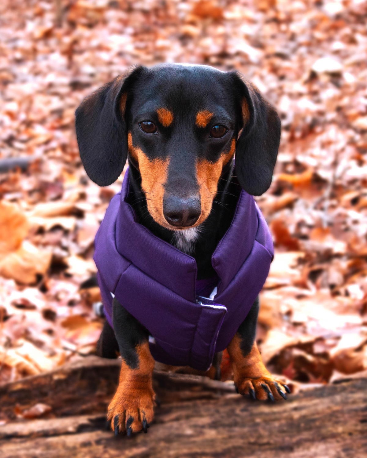 Best Purple Puffer Dog Coat for Small Dogs: Designed for dachshunds, corgis, and other small breeds, this insulated dog coat combines premium materials, a purple waterproof exterior, and cozy warmth for winter adventures.